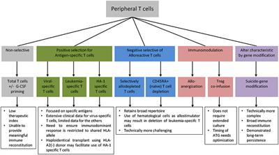 Adoptive T Cell Therapy Following Haploidentical Hematopoietic Stem Cell Transplantation